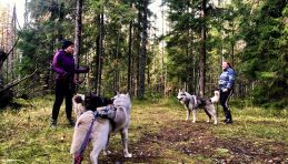 Voyage Russie - Husky, dog trekking à Saint Pétersbourg